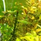 Nenáročné akváriové rastliny: odrody, výber a starostlivosť