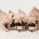 Norm of dry food for puppies: calculation table, frequency and feeding rules