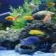 Преглед на популярните големи аквариумни рибки