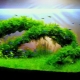 Decoració de l'aquari: bonic disseny personalitzat