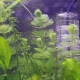 Водороден прекис за аквариум: дозировка и приложение