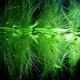 Plutajuće akvarijske biljke: sorte, značajke odabira i njege