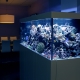 Защо аквариумите не могат да се пълнят с охладена преварена вода?