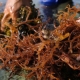 Kodėl akvariume atsiranda rudųjų dumblių ir kaip jų atsikratyti?