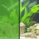 ทำไมน้ำในตู้ปลาถึงเปลี่ยนเป็นสีเขียวและทำอย่างไรกับมัน?