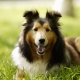 Породи на най-здравите кучета: преглед и съвети за подбор