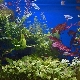 Сладководен аквариум и неговите обитатели