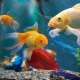 Ikan yang berwarna-warni: jenis dan petua kandungan