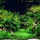 Gyvų augalų veislės akvariumui ir jų auginimui