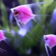 أسماك الزينة الوردية: نظرة عامة على الأنواع ونصائح الرعاية