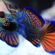 Ikan Mandarin: perihalan, penjagaan dan pembiakan