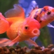 Orandos žuvys: ypatybės, tipai ir turinys