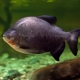Риба Паку: описание на видовете, грижи и размножаване
