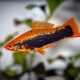 Ribe mačevalaca: sorte, selekcija, njega, reprodukcija
