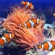 Ryby klaunů: odrůdy a pravidla chovu v akváriu