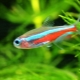 Neonske ribe: sorte, selekcija, njega i uzgoj