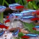 S kým se neonové ryby vydají v akváriu?