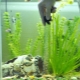 Сифони за аквариума: изберете прахосмукачка за почистване на почвата