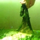 Alghe blu-verdi in un acquario: cause e metodi di controllo