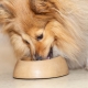 Koľko krmiva denne by mali byť psy podávané?