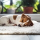 Berapa banyak masa tidur anjing sehari dan apa yang menjejaskan ini?