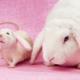 Kompatibilnost zeca (mačke) i štakora prema istočnom kalendaru