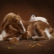 Компатибилност коња и зеца (мачке)