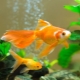 Compatibilidade Goldfish com outras raças