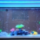 LED лента за аквариум: Съвети за избор и разположение