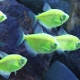 Terence caramel: chov a péče o akvarijní ryby