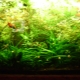 Hnojivá pre akváriové rastliny: druhy a aplikácie
