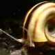 Escargot Mariza: caractéristiques de l'élevage et de la reproduction