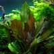 Az akvárium növények típusai