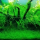 Bir akvaryumdaki Javanese yosunu: nasıl büyür ve düzeltilir?