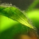 Alghe verdi in un acquario: cause, metodi di controllo e prevenzione