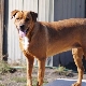 Zlatni Rottweiler: opis i njega