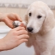 Как да отрежете ноктите на кучето у дома?
