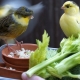 Как и как да се хранят канарчета?