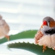 Домашни птици: преглед на популярните видове