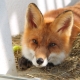Domácí liška: Kolik let žije, co se živí a jak je udržovat?