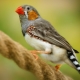 Ptáci Amadina: typy a obsah doma
