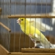How many years canaries live and what does it depend on?