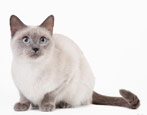 القطط التايلاندية: وصف السلالة وخيارات الألوان وميزات المحتوى