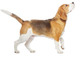 Beagle: descrição da raça e características de cuidados