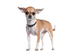 Chihuahua: keterangan, spesies, sifat dan kandungan