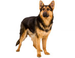 Schäferhunde: Typen, Eigenschaften, Auswahl und Pflegetipps